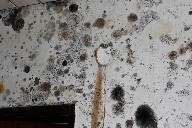 Schimmel Bild